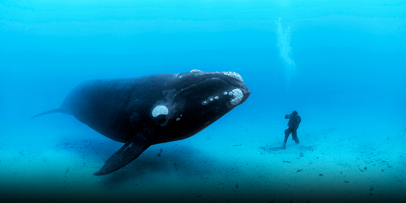 The ocean's glory -- and horror